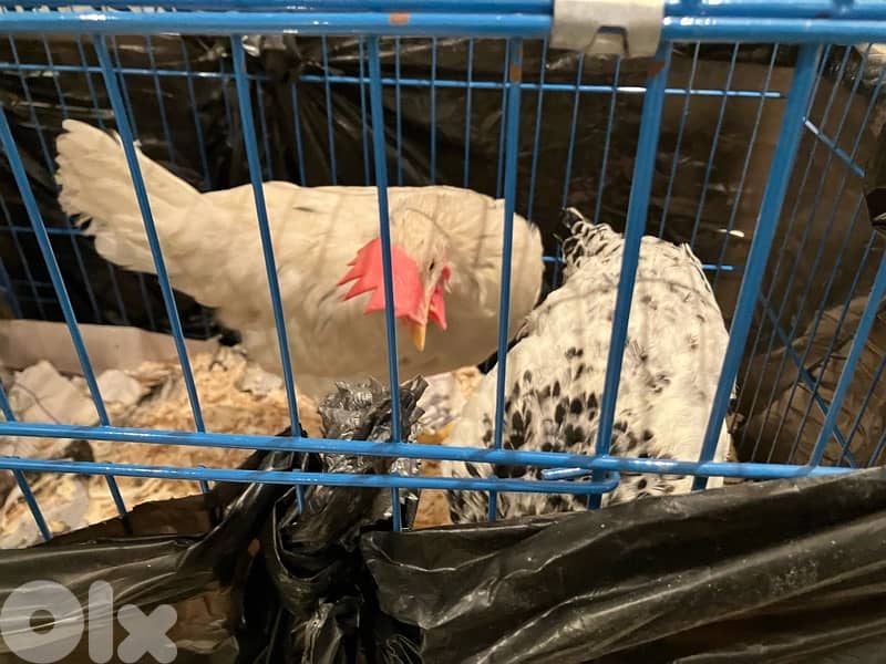 chicken and rooster with new cage 1