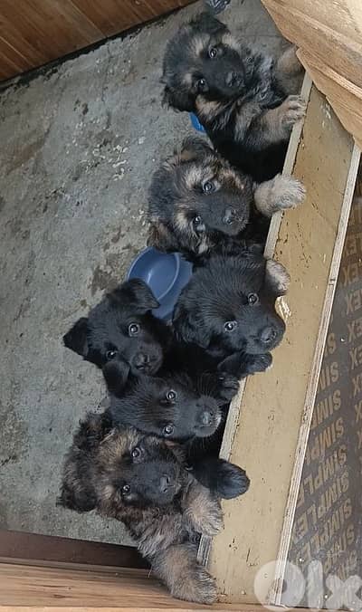 German shepherd full black german shepherd