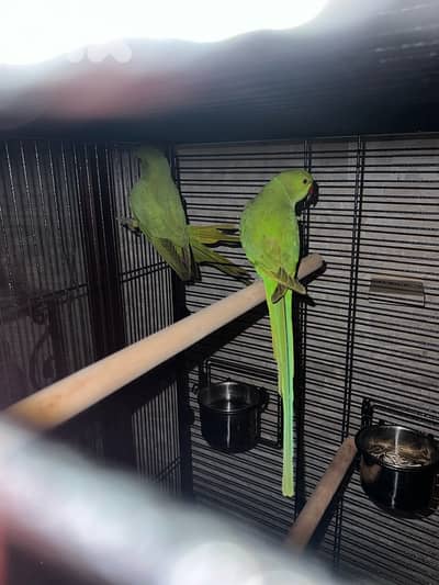 زوج درة هندي