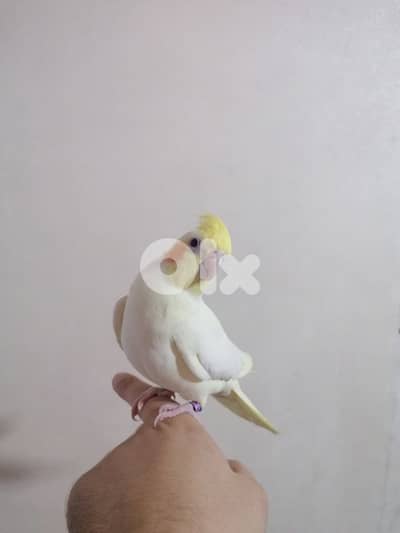 الشويفات _مفرق دير قوبل_ القبة