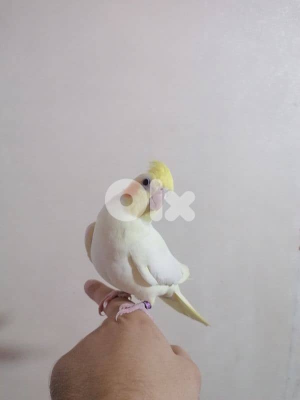 الشويفات _مفرق دير قوبل_ القبة 0