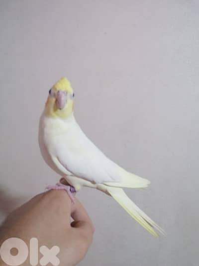 الشويفات _مفرق دير قوبل_ القبة