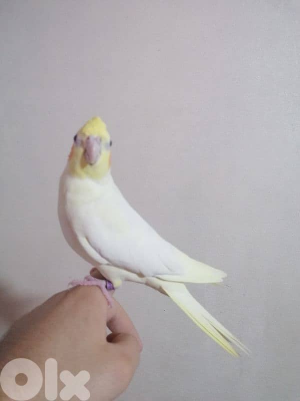 الشويفات _مفرق دير قوبل_ القبة 1