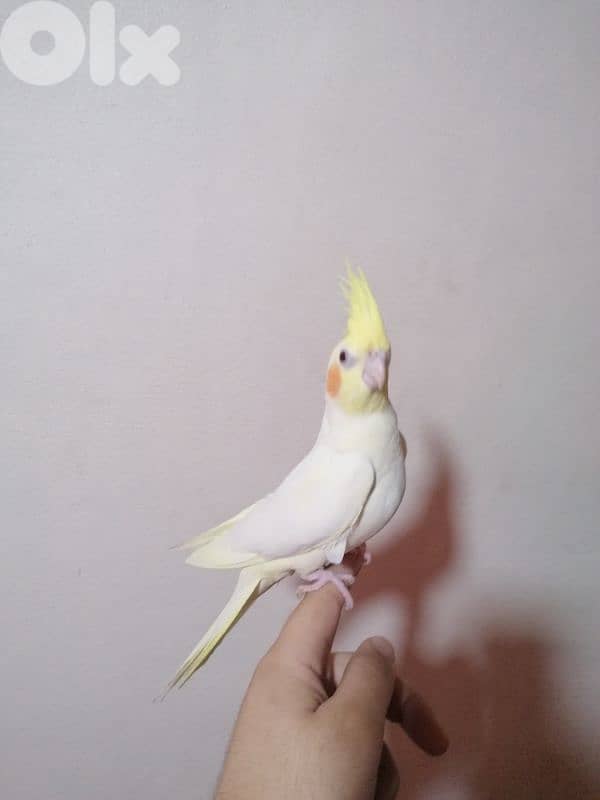 الشويفات _مفرق دير قوبل_ القبة 2