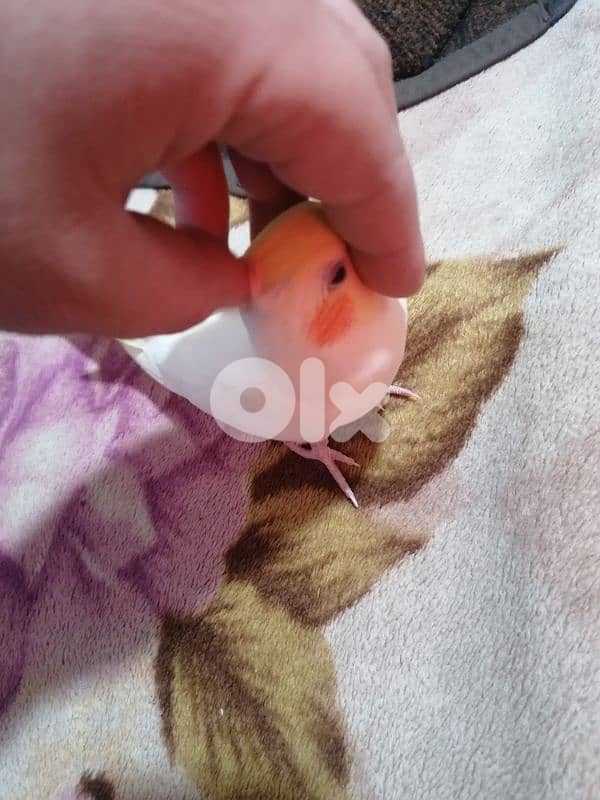 الشويفات _مفرق دير قوبل_ القبة 3