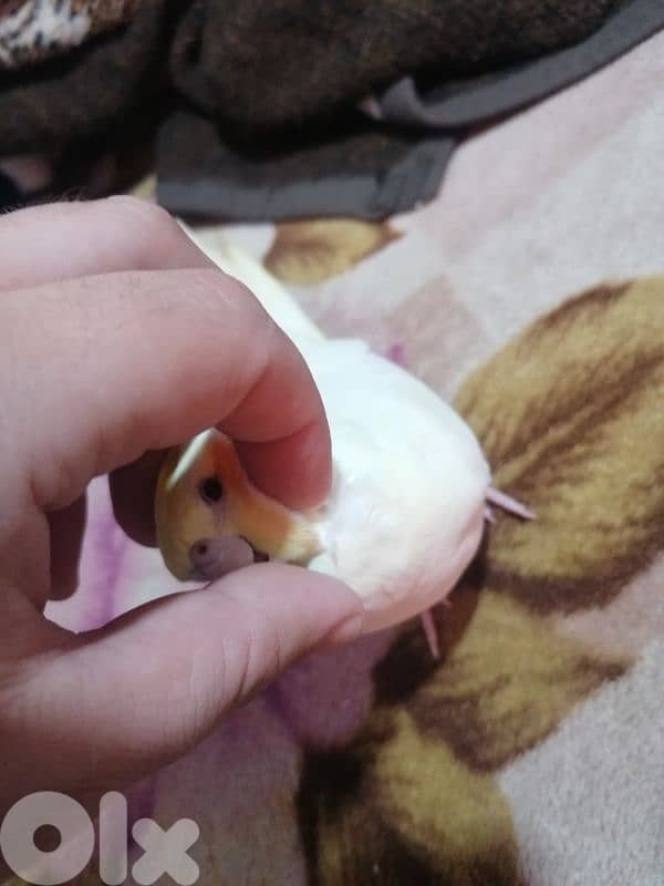 الشويفات _مفرق دير قوبل_ القبة 4