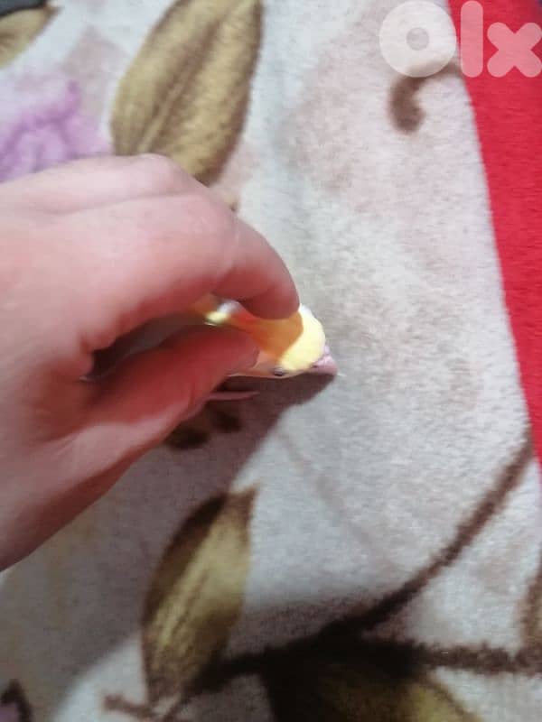 الشويفات _مفرق دير قوبل_ القبة 5