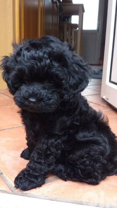 Special Black Maltipoo Puppy/ dog كلاب