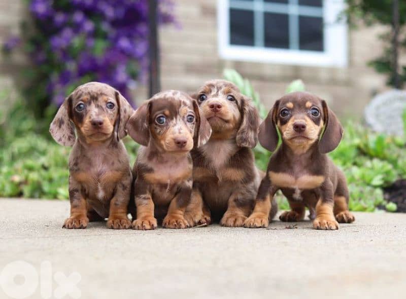 Dachshund Puppies All Colors/ dog كلاب Delivery 1