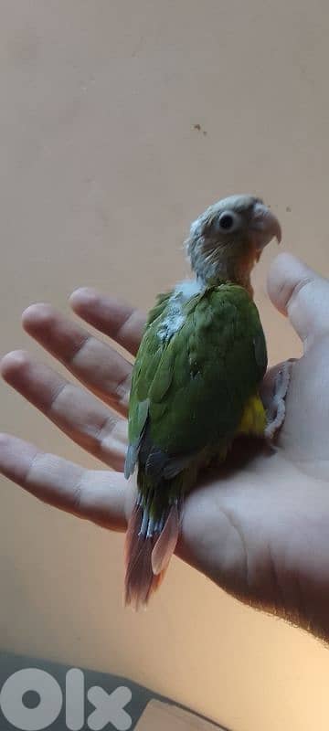 فرخ كونيور أناناس تزقيم 0