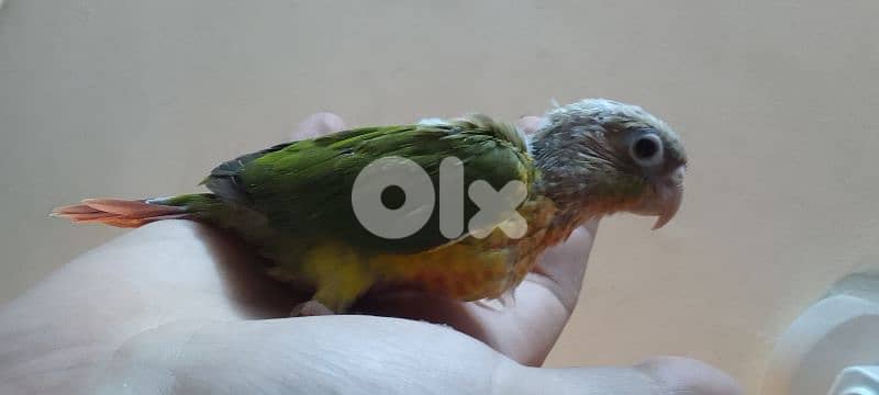 فرخ كونيور أناناس تزقيم 1