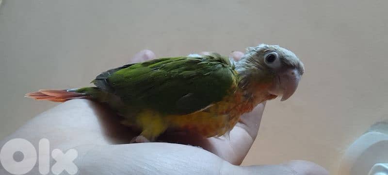 فرخ كونيور أناناس تزقيم 2