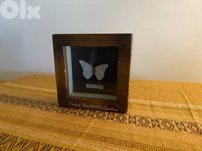 framed butterfly