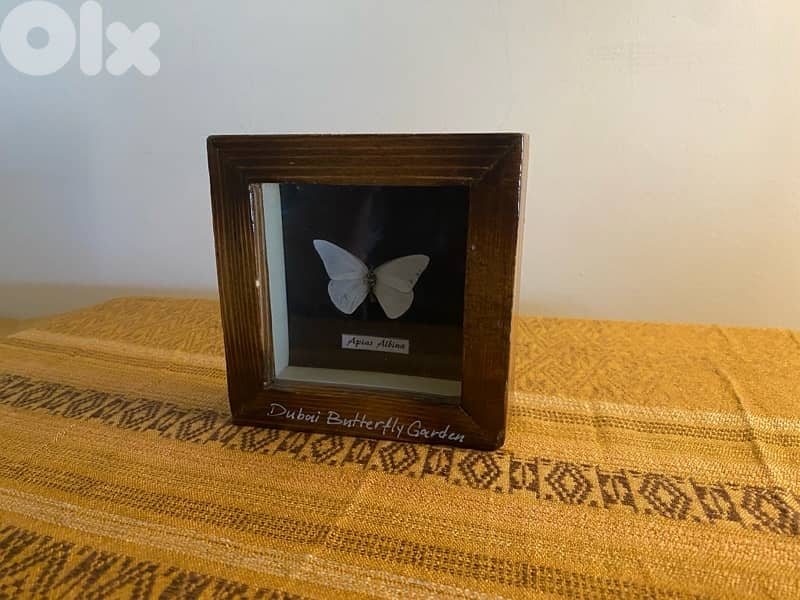 framed butterfly 0