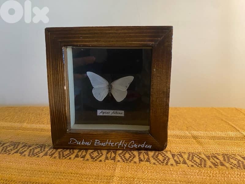 framed butterfly 1