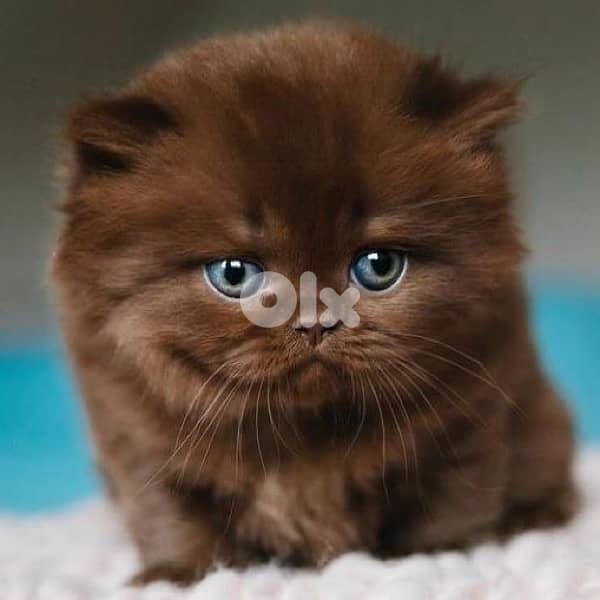 Scottish brown 70485808 1