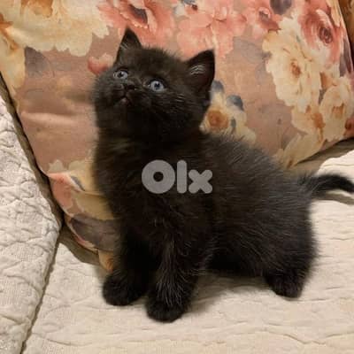 Black British for sell