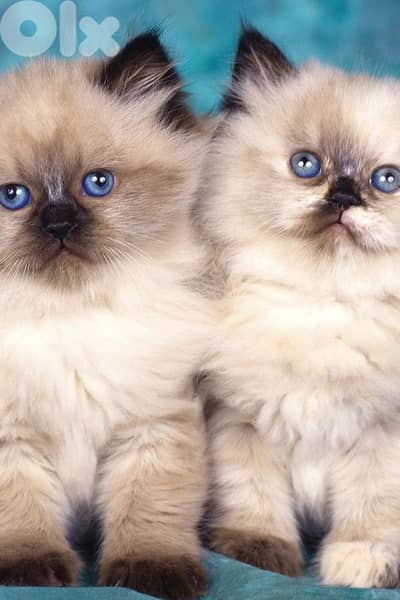 himalayan kittens males and females are available