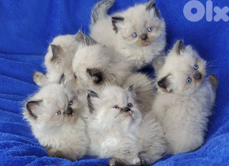himalayan kittens males and females are available 1