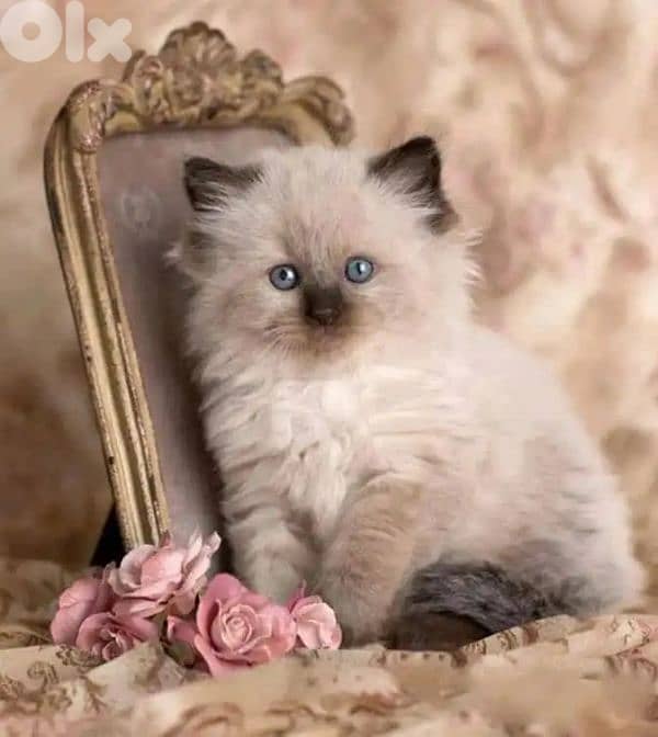 himalayan kittens males and females are available 2