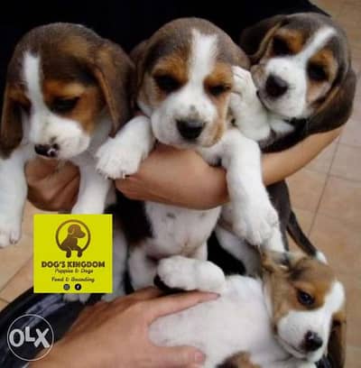 Beagle puppies