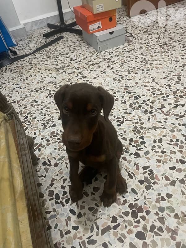 doberman 2 months for sale 1