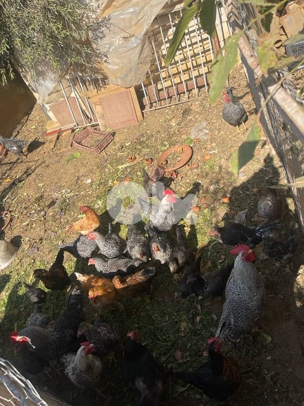 دجاج للبيع 0