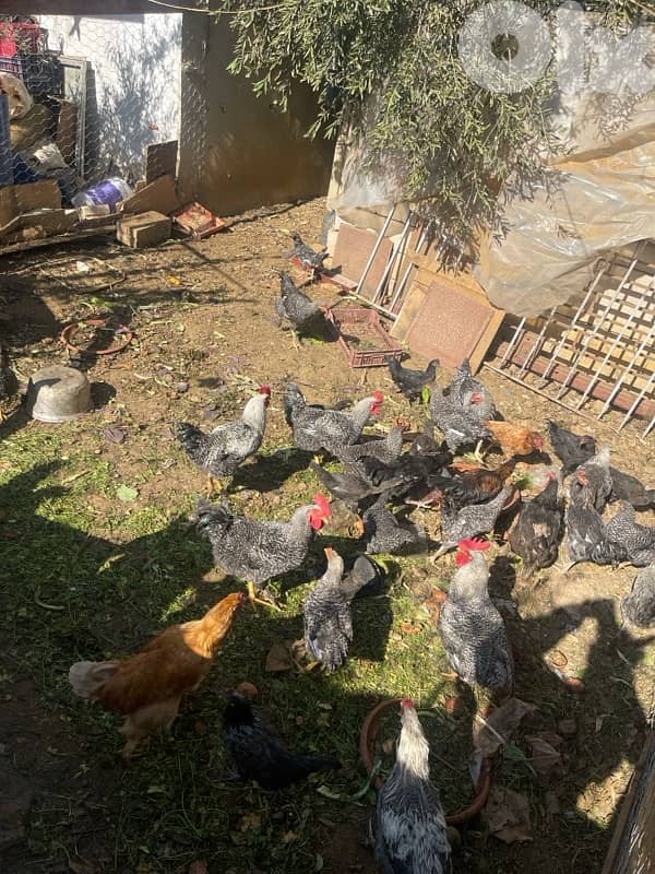 دجاج للبيع 1