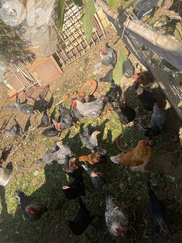 دجاج للبيع 2