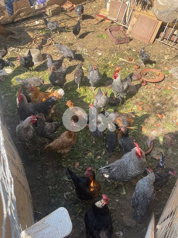 دجاج للبيع 4