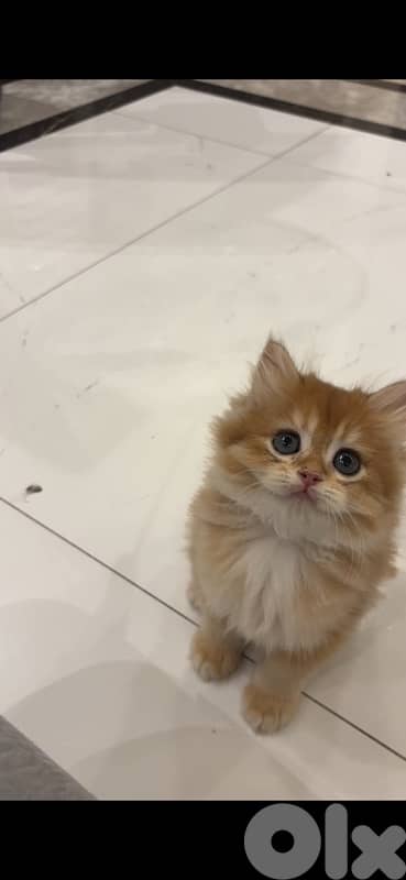 golden british males for sale ay1133 and ny12