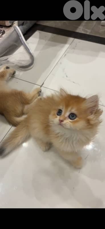 golden british males for sale ay1133 and ny12 1