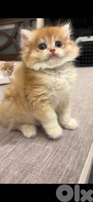 golden british males for sale ay1133 and ny12 3