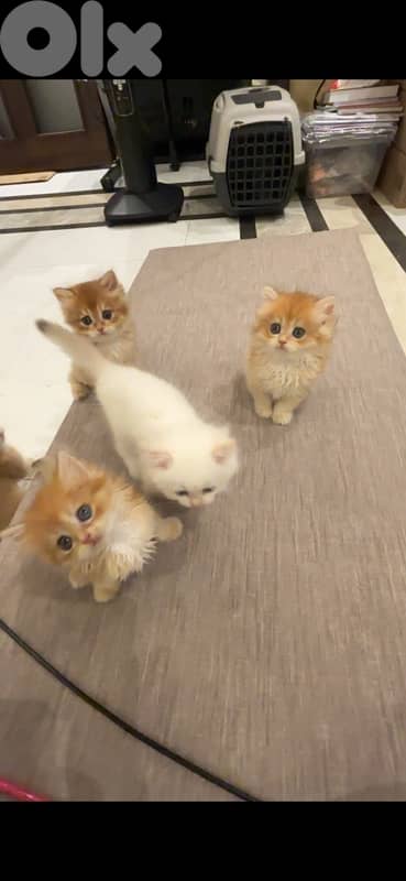 golden british males for sale ay1133 and ny12 5