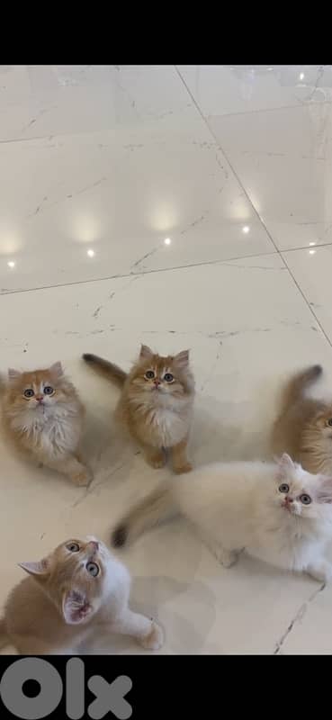 golden british males for sale ay1133 and ny12 6