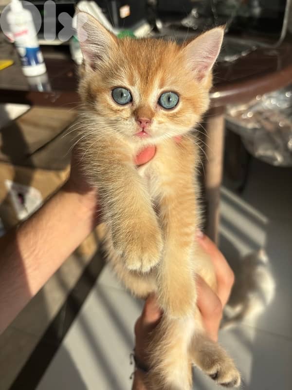 golden british males for sale ay1133 and ny12 7