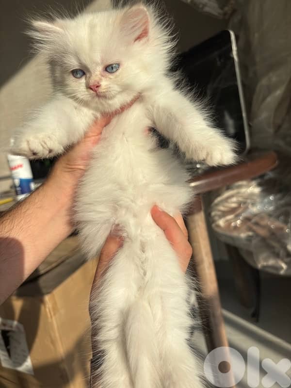 golden british males for sale ay1133 and ny12 8