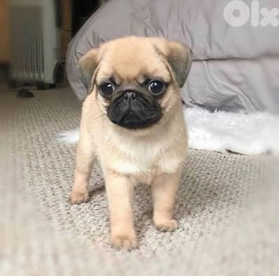 Pug Puppies Available In STore & Delivery