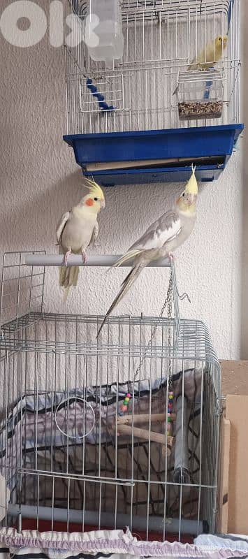 جوز كروان للبيع مروضين والذكر متكلم 1