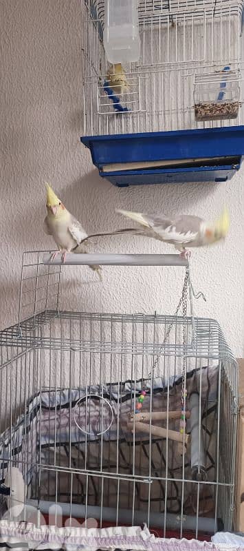 جوز كروان للبيع مروضين والذكر متكلم 2