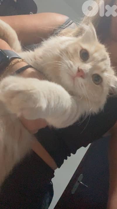 Sweet & Affectionate Cream Scottish fold cat Looking for a Loving Home