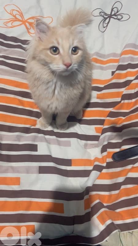 Sweet & Affectionate Cream Scottish fold cat Looking for a Loving Home 1