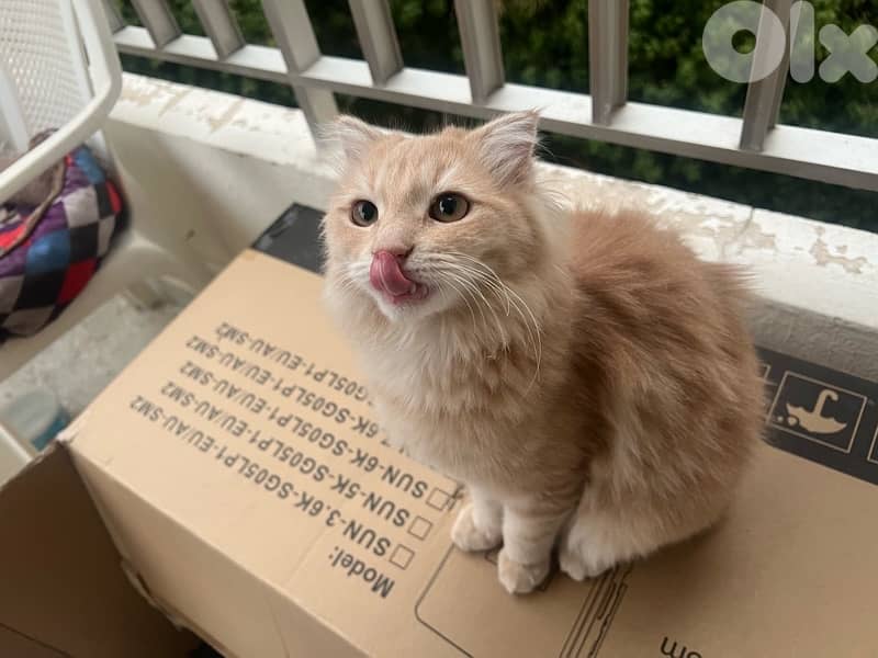 Sweet & Affectionate Cream Scottish fold cat Looking for a Loving Home 3