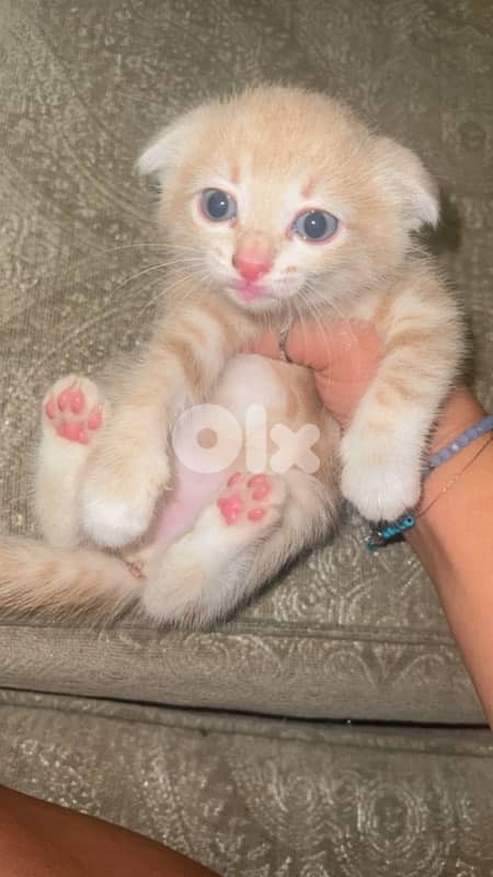 Cute Scottish Fold Cream Kitten 1