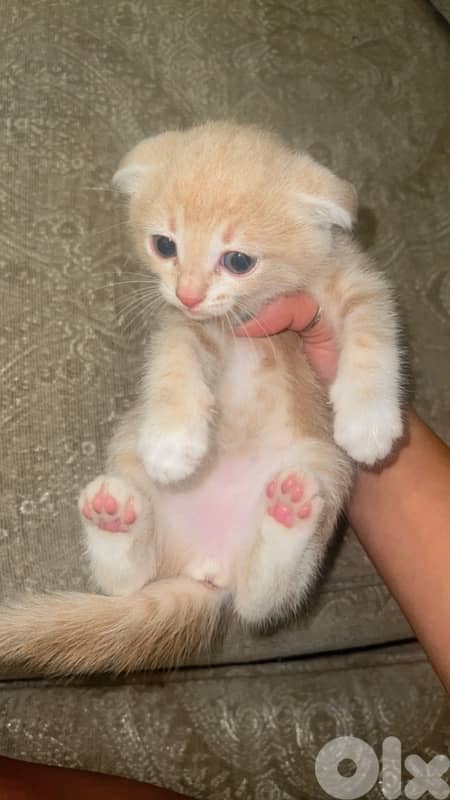 Cute Scottish Fold Cream Kitten 2