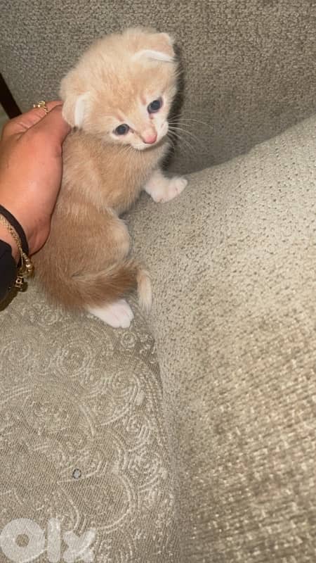 Cute Scottish Fold Cream Kitten 3