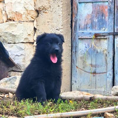 رفيقك المخلص بإنتظارك