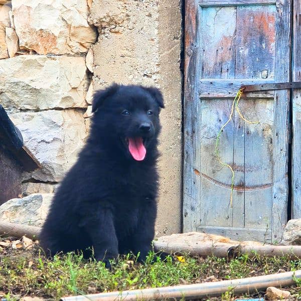 رفيقك المخلص بإنتظارك 0