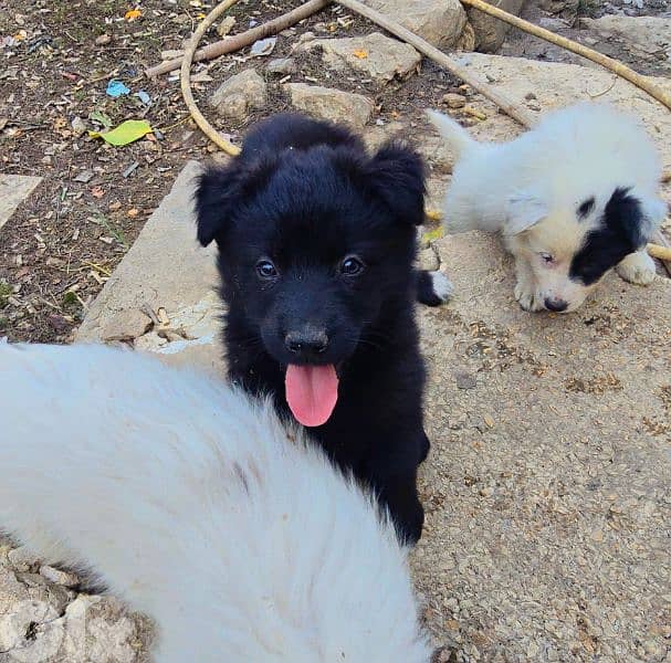 رفيقك المخلص بإنتظارك 1