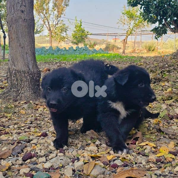 رفيقك المخلص بإنتظارك 2